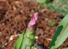 Temuan Bakteri pada Akar Kunyit Berpotensi Melawan Sel Kanker Payudara