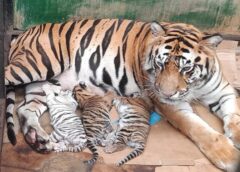 3 Bayi Harimau Benggala Lahir di Taman Safari Prigen