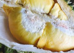 Buah Segar Thailand yang Paling Diminati di Indonesia dari Longan hingga Durian