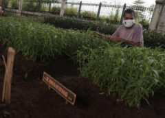 Kangkung Jarang Terdapat di Menu Rumah Sakit, Berikut Alasannya
