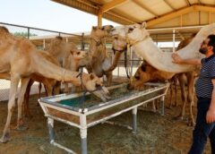 Alasan Unta Lebih Banyak Ditemukan di Australia Daripada di Arab