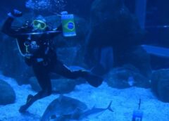 Hiu Peramal Dukung Brasil Menang Melawan Haiti